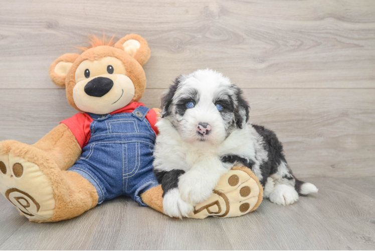 Mini Sheepadoodle Puppy for Adoption