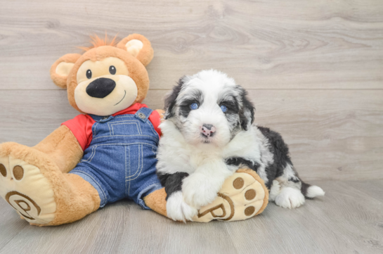Mini Sheepadoodle Puppy for Adoption