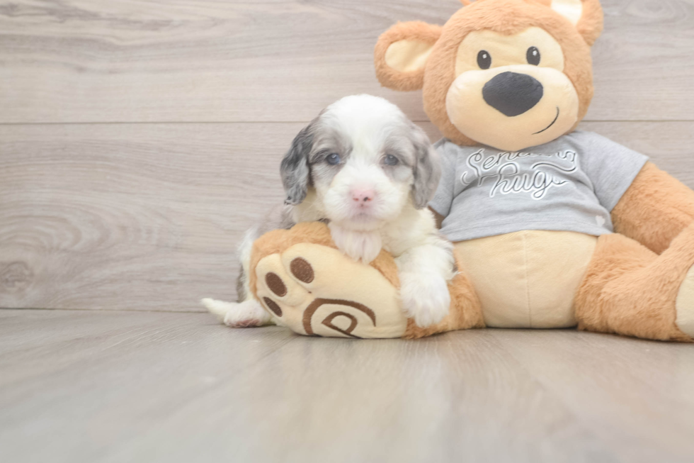 Little Sheeppoo Poodle Mix Puppy