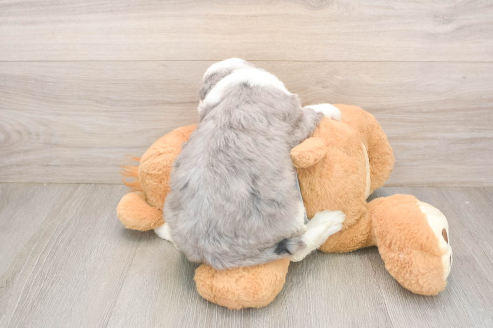 Little Sheeppoo Poodle Mix Puppy