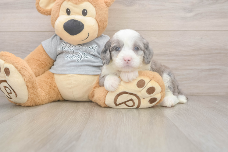 Fluffy Mini Sheepadoodle Poodle Mix Pup