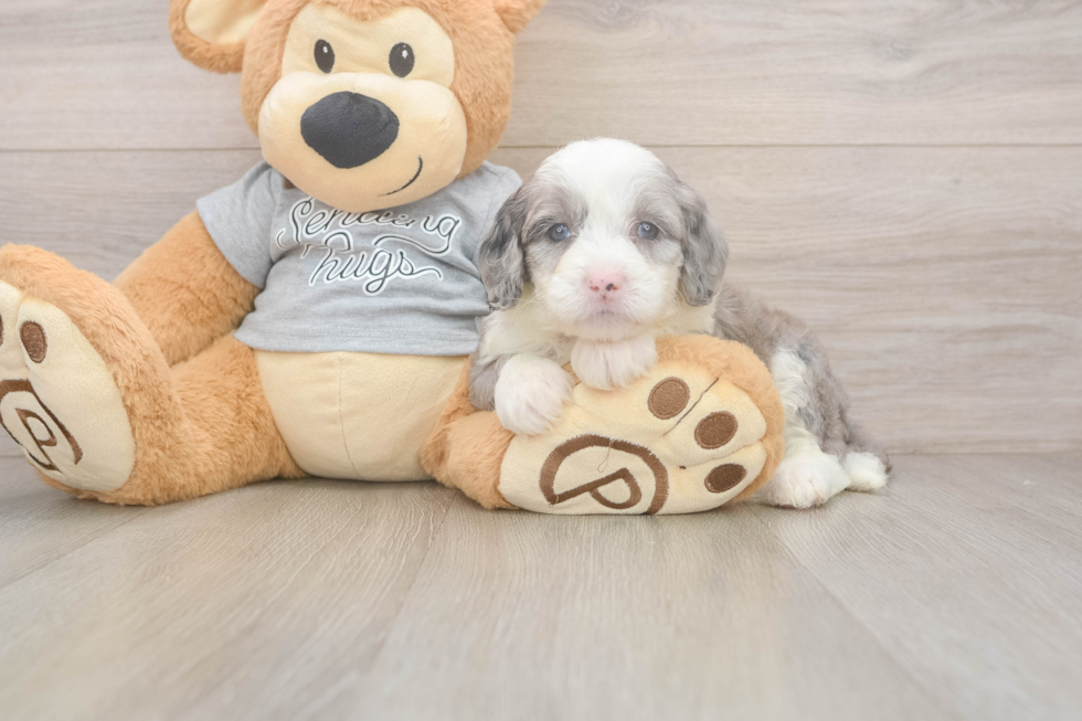 Fluffy Mini Sheepadoodle Poodle Mix Pup