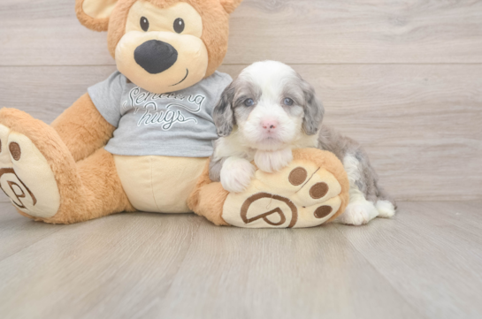 Fluffy Mini Sheepadoodle Poodle Mix Pup