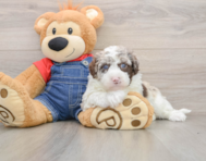 6 week old Mini Sheepadoodle Puppy For Sale - Premier Pups