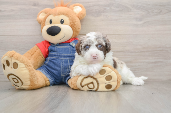 Happy Mini Sheepadoodle Baby