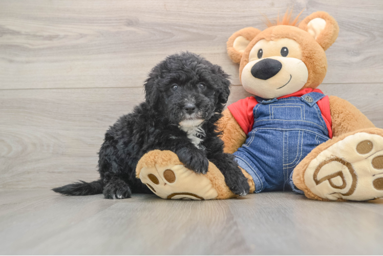 Friendly Mini Sheepadoodle Baby