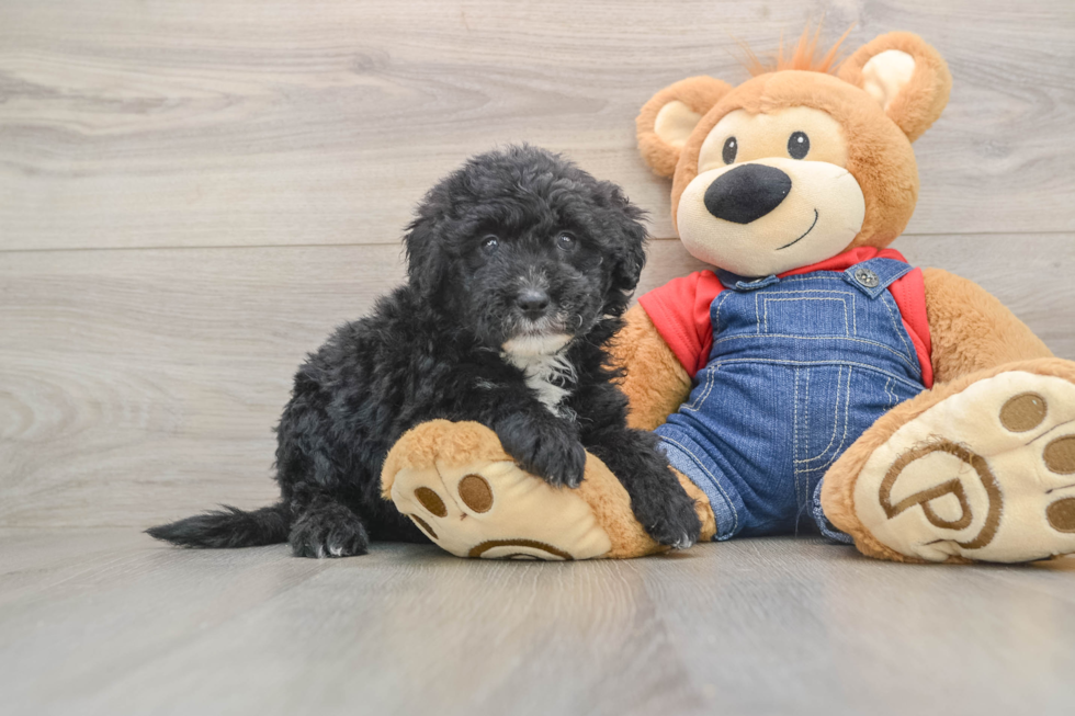 Friendly Mini Sheepadoodle Baby