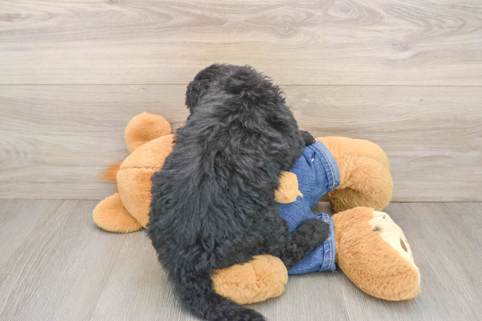 Mini Sheepadoodle Pup Being Cute