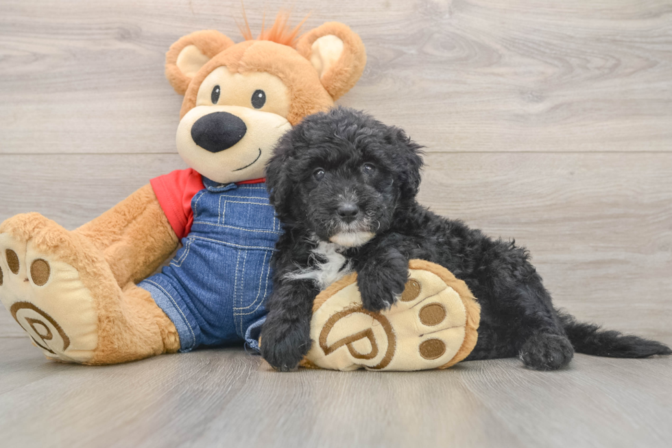 Mini Sheepadoodle Pup Being Cute
