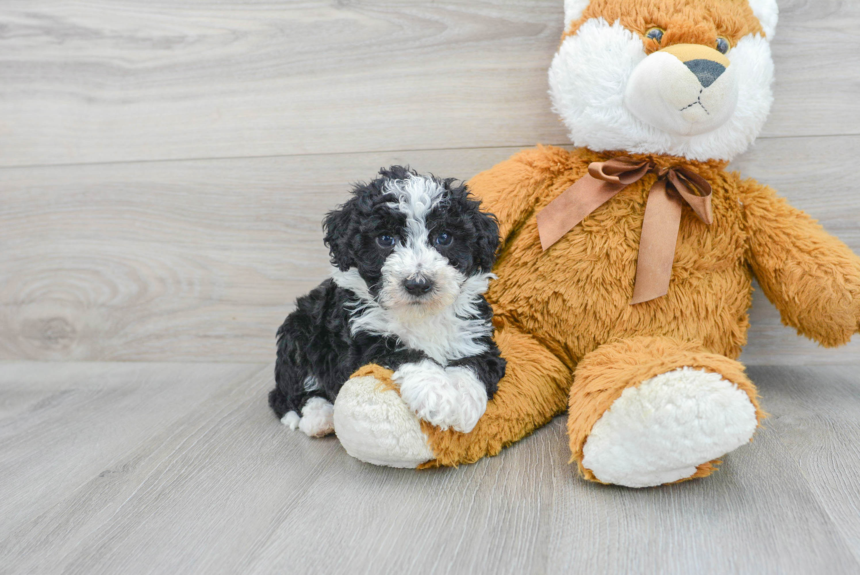 Sweet Mini Sheepadoodle Baby