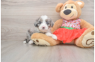 Mini Sheepadoodle Puppy for Adoption
