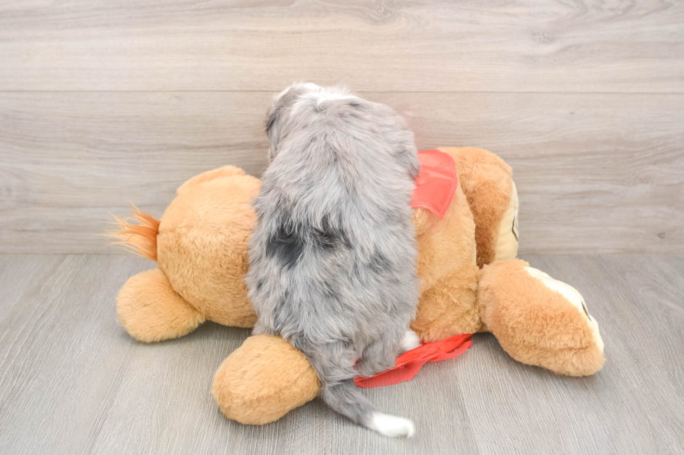 Mini Sheepadoodle Pup Being Cute