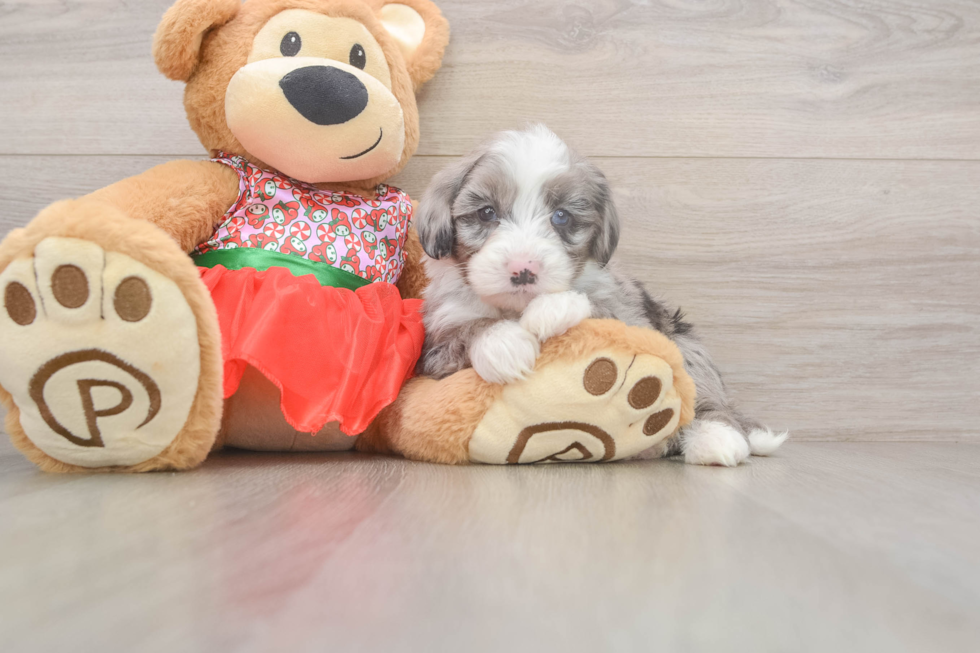 Friendly Mini Sheepadoodle Baby