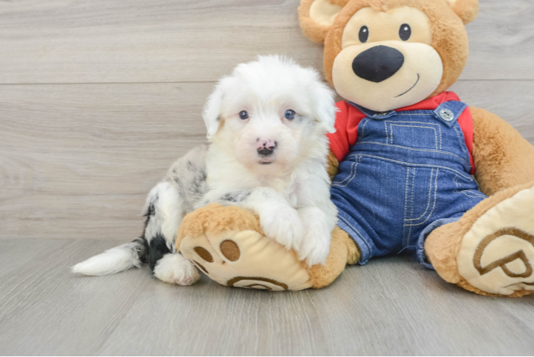 Mini Sheepadoodle Pup Being Cute