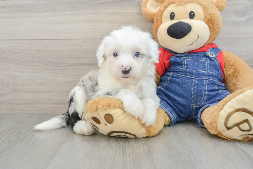 Mini Sheepadoodle Pup Being Cute