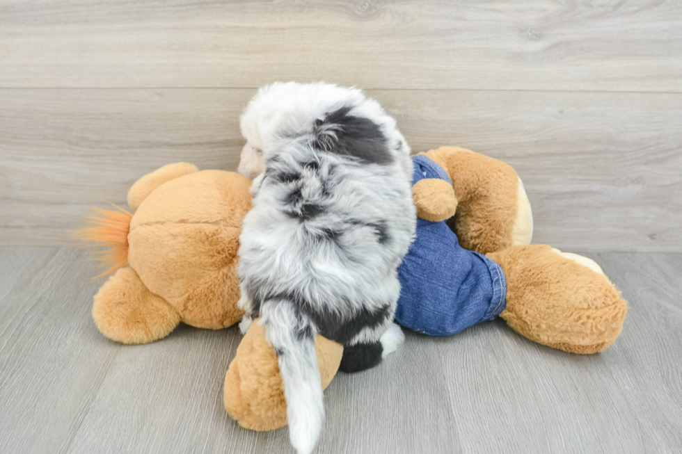 Small Mini Sheepadoodle Baby