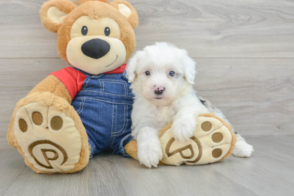 Mini Sheepadoodle Pup Being Cute