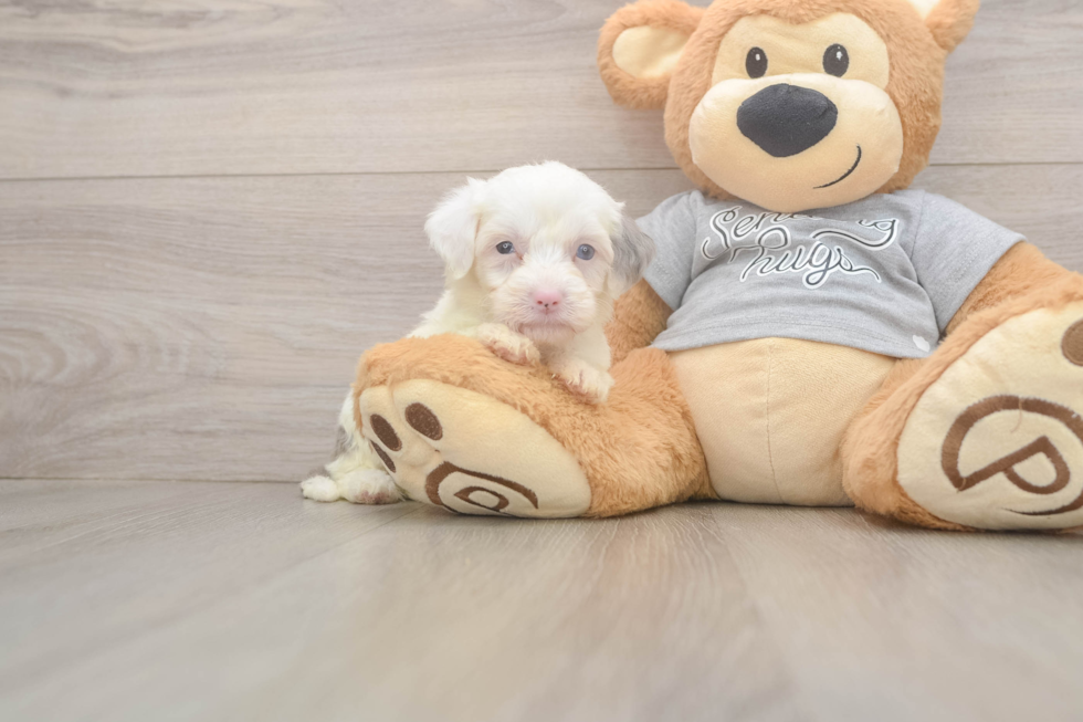 Sweet Mini Sheepadoodle Baby
