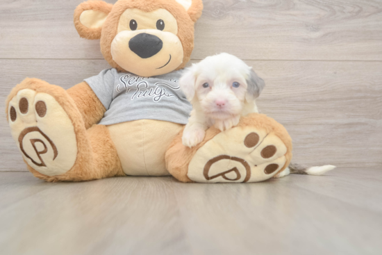 Fluffy Mini Sheepadoodle Poodle Mix Pup