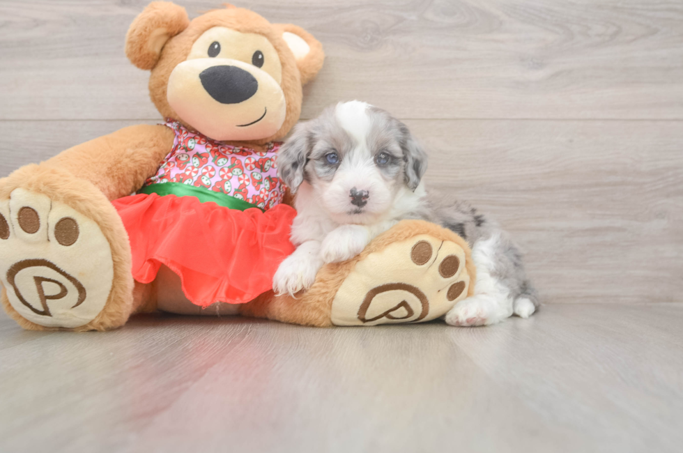 6 week old Mini Sheepadoodle Puppy For Sale - Premier Pups