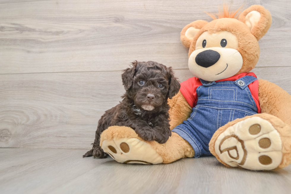 Mini Sheepadoodle Pup Being Cute