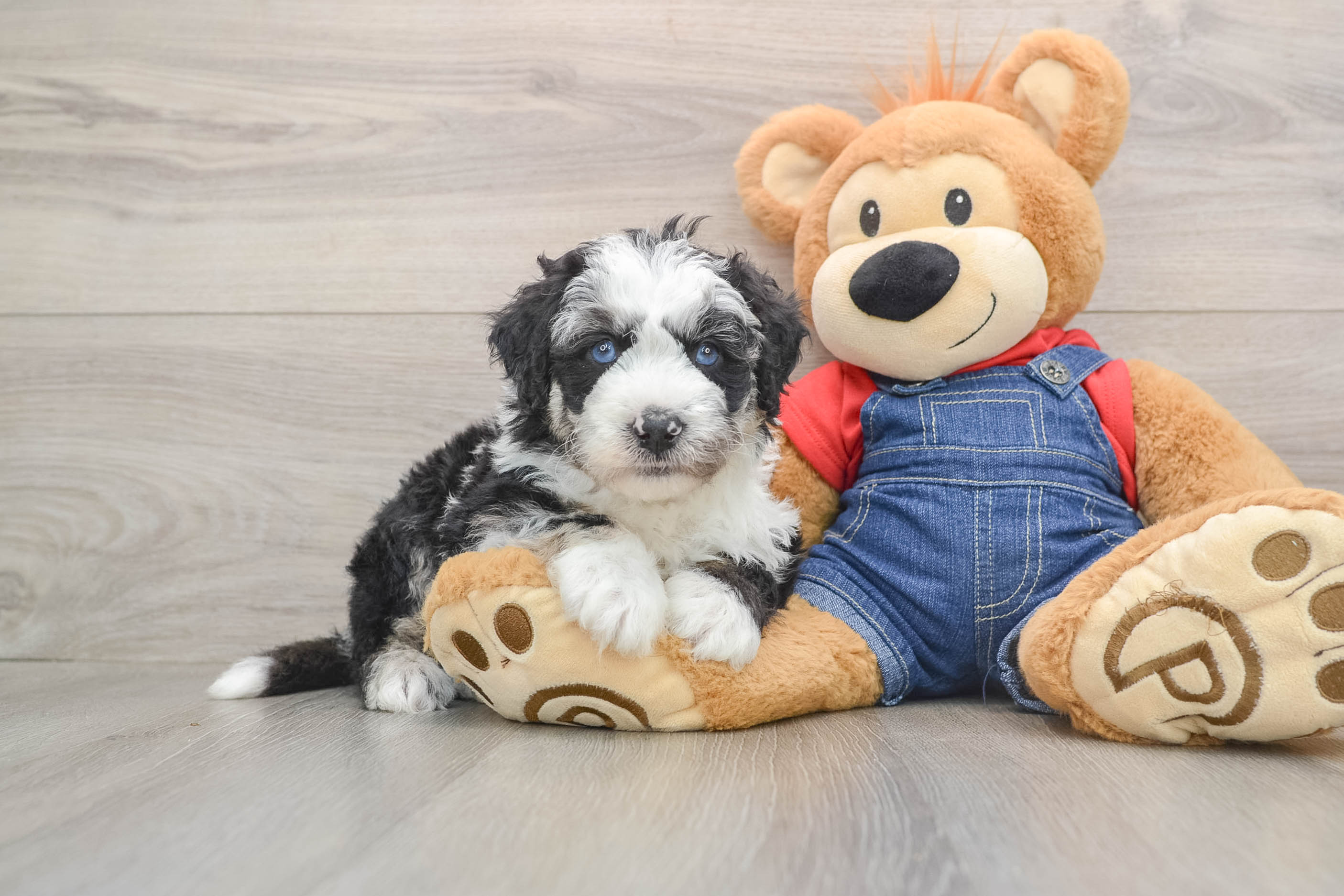Mini Sheepadoodle Puppy for Adoption