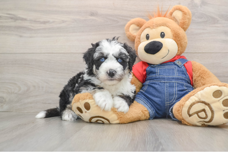 Mini Sheepadoodle Puppy for Adoption