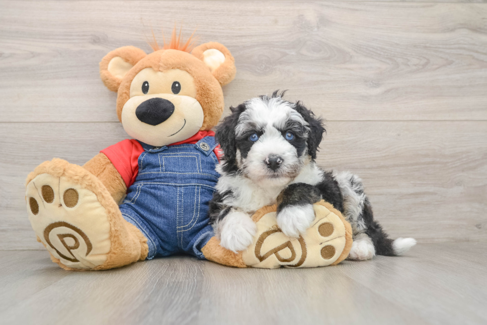 Best Mini Sheepadoodle Baby