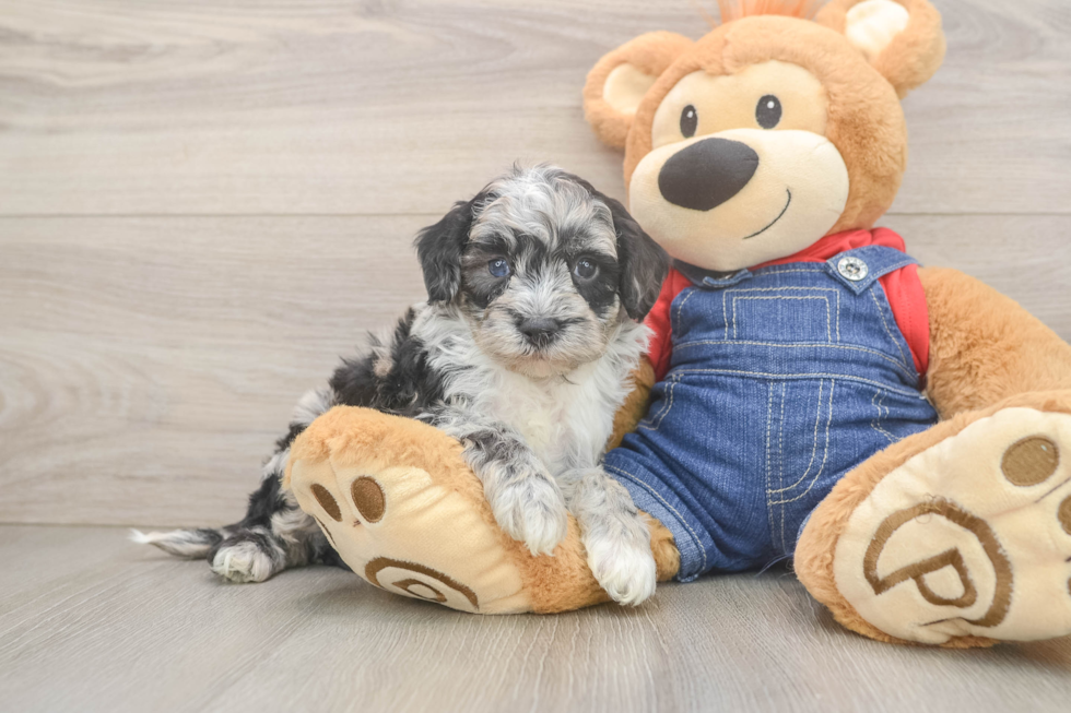 Mini Sheepadoodle Puppy for Adoption