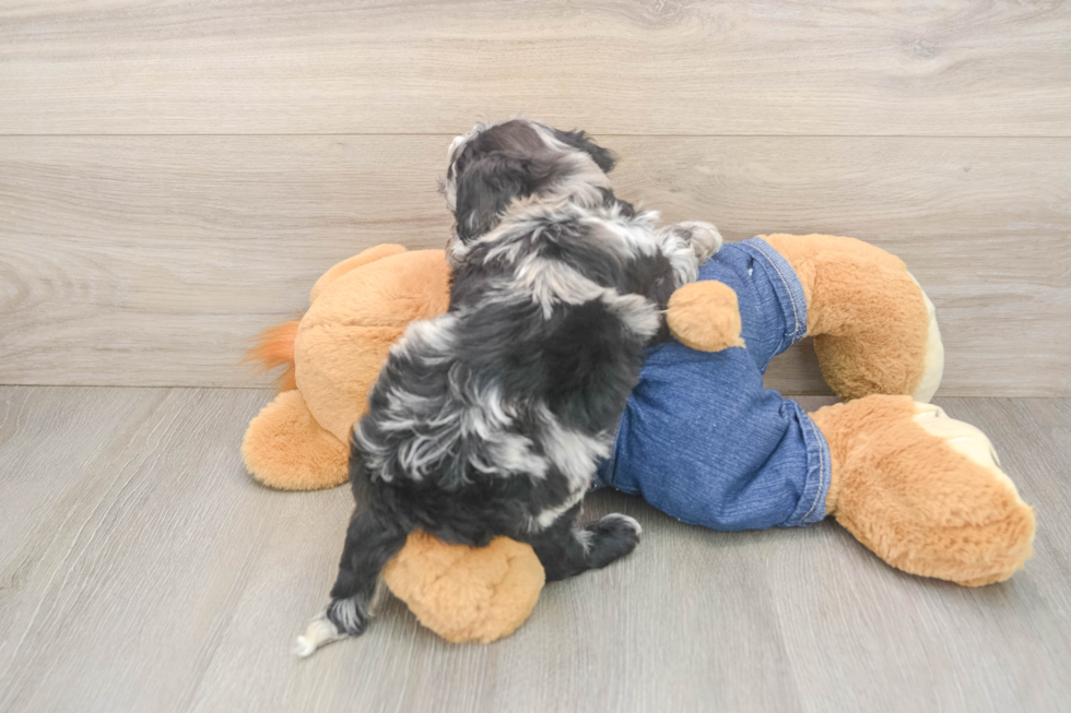 Adorable Sheepdogpoo Poodle Mix Puppy
