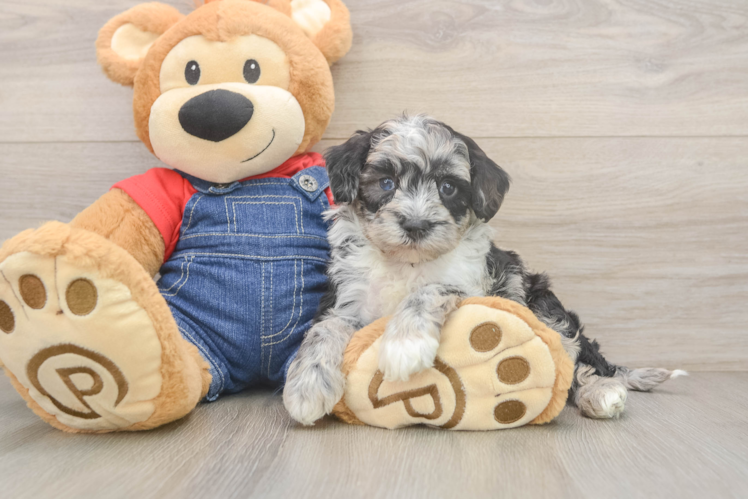 Small Mini Sheepadoodle Baby