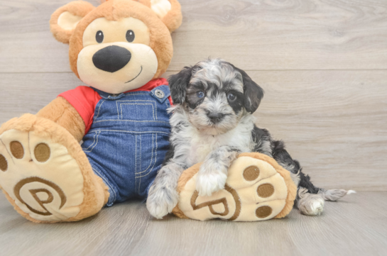 Small Mini Sheepadoodle Baby