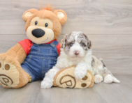 6 week old Mini Sheepadoodle Puppy For Sale - Premier Pups