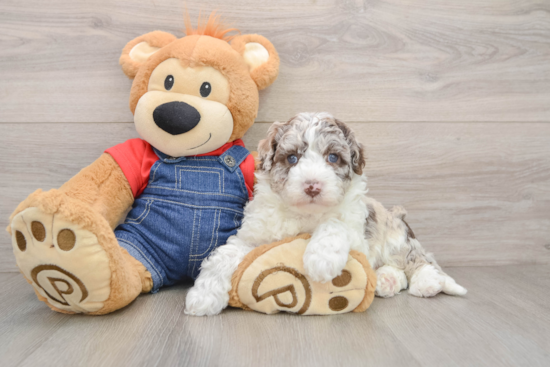 Sweet Mini Sheepadoodle Baby
