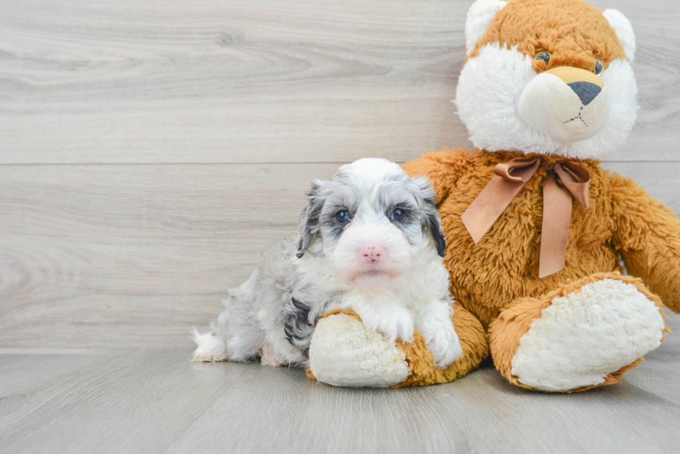 Mini Sheepadoodle Puppy for Adoption