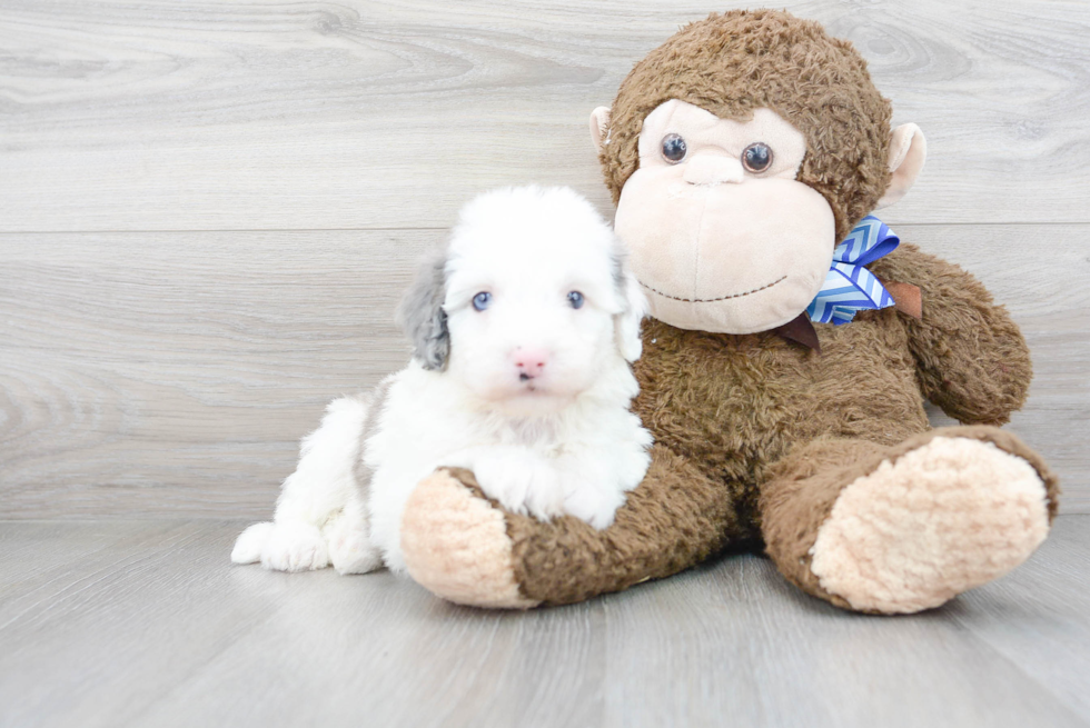 Happy Mini Sheepadoodle Baby