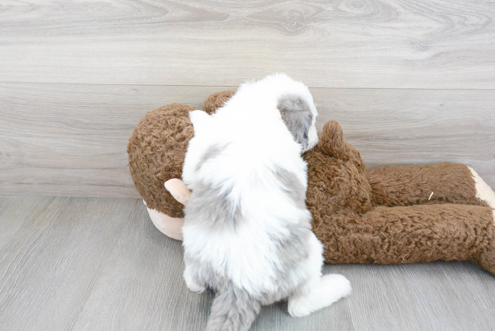 Mini Sheepadoodle Puppy for Adoption