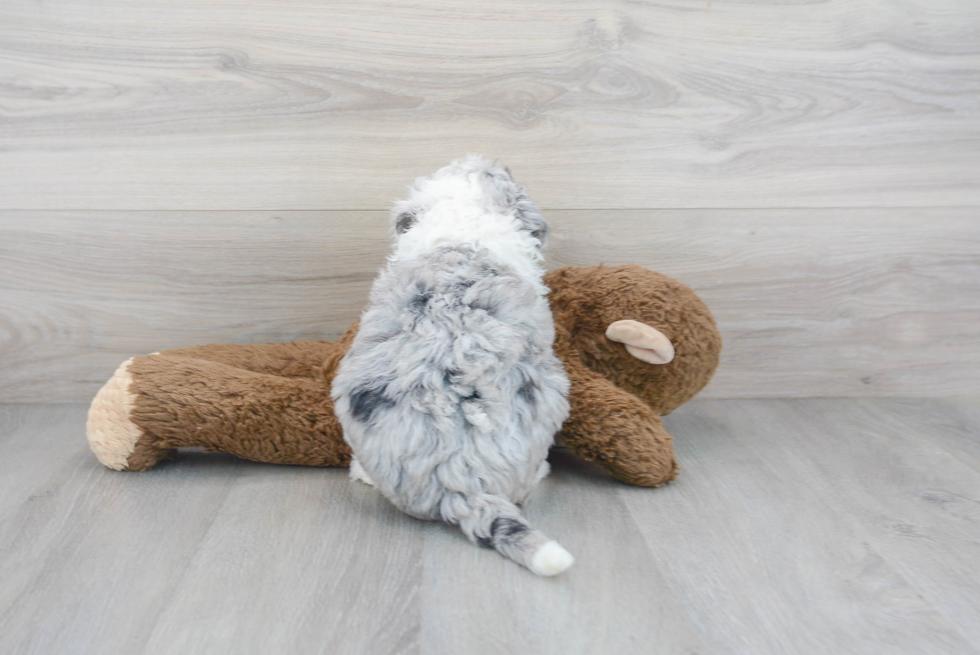Funny Mini Sheepadoodle Poodle Mix Pup