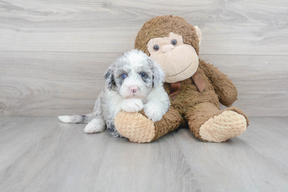 Mini Sheepadoodle Pup Being Cute
