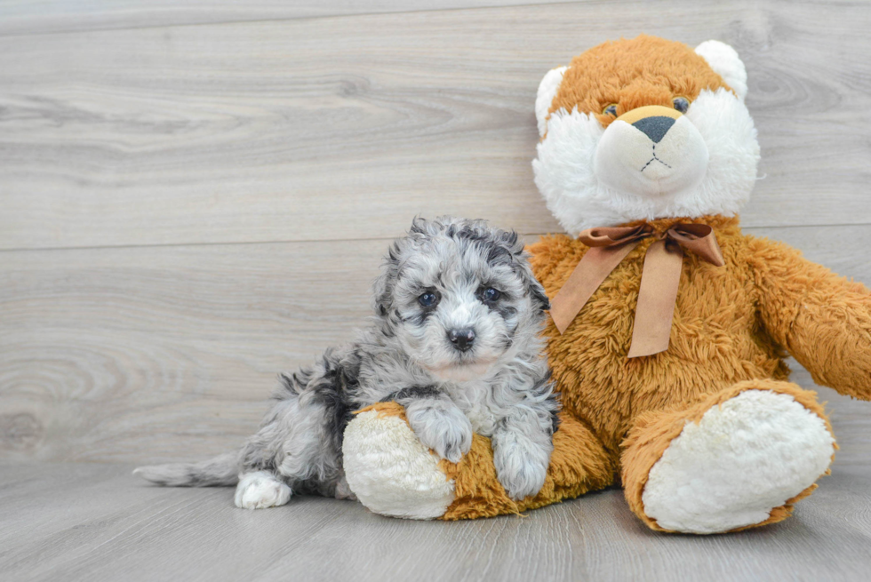 Mini Sheepadoodle Pup Being Cute