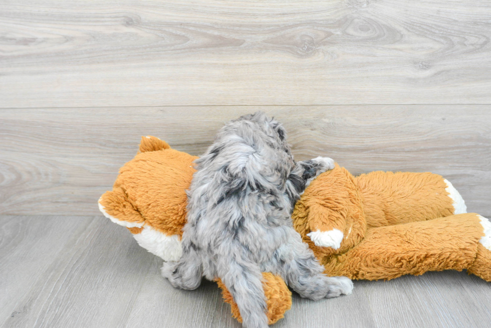 Hypoallergenic Sheep Dog Poodle Mix Puppy
