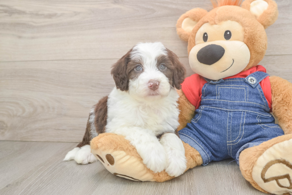 Funny Mini Sheepadoodle Poodle Mix Pup