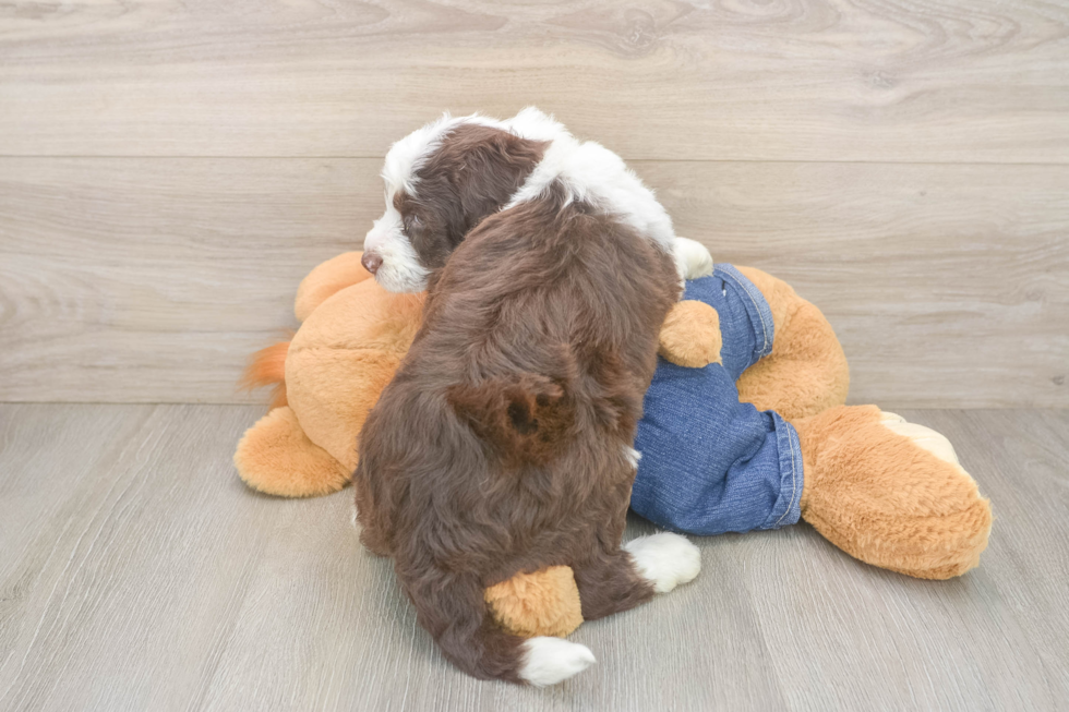 Best Mini Sheepadoodle Baby