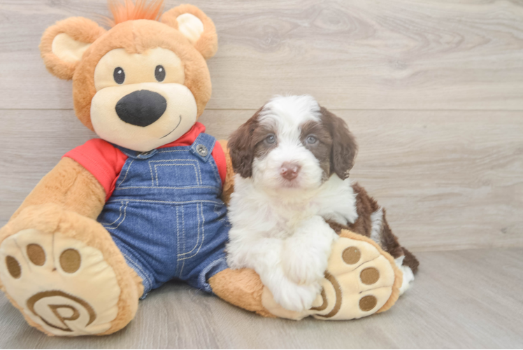 Little Sheeppoo Poodle Mix Puppy
