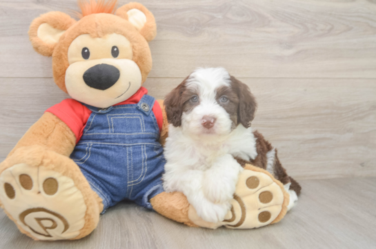 Little Sheeppoo Poodle Mix Puppy