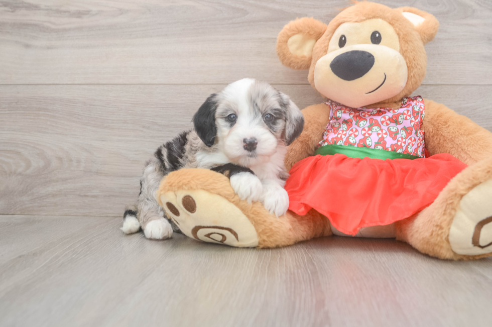 Mini Sheepadoodle Pup Being Cute