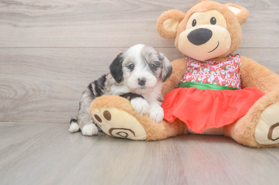 6 week old Mini Sheepadoodle Puppy For Sale - Premier Pups
