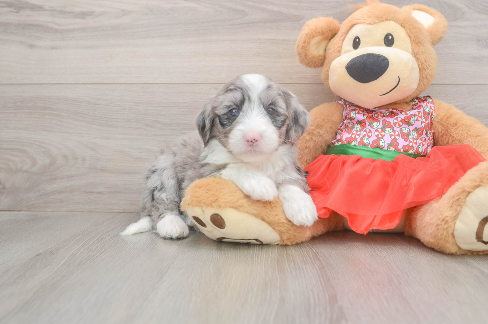 6 week old Mini Sheepadoodle Puppy For Sale - Premier Pups