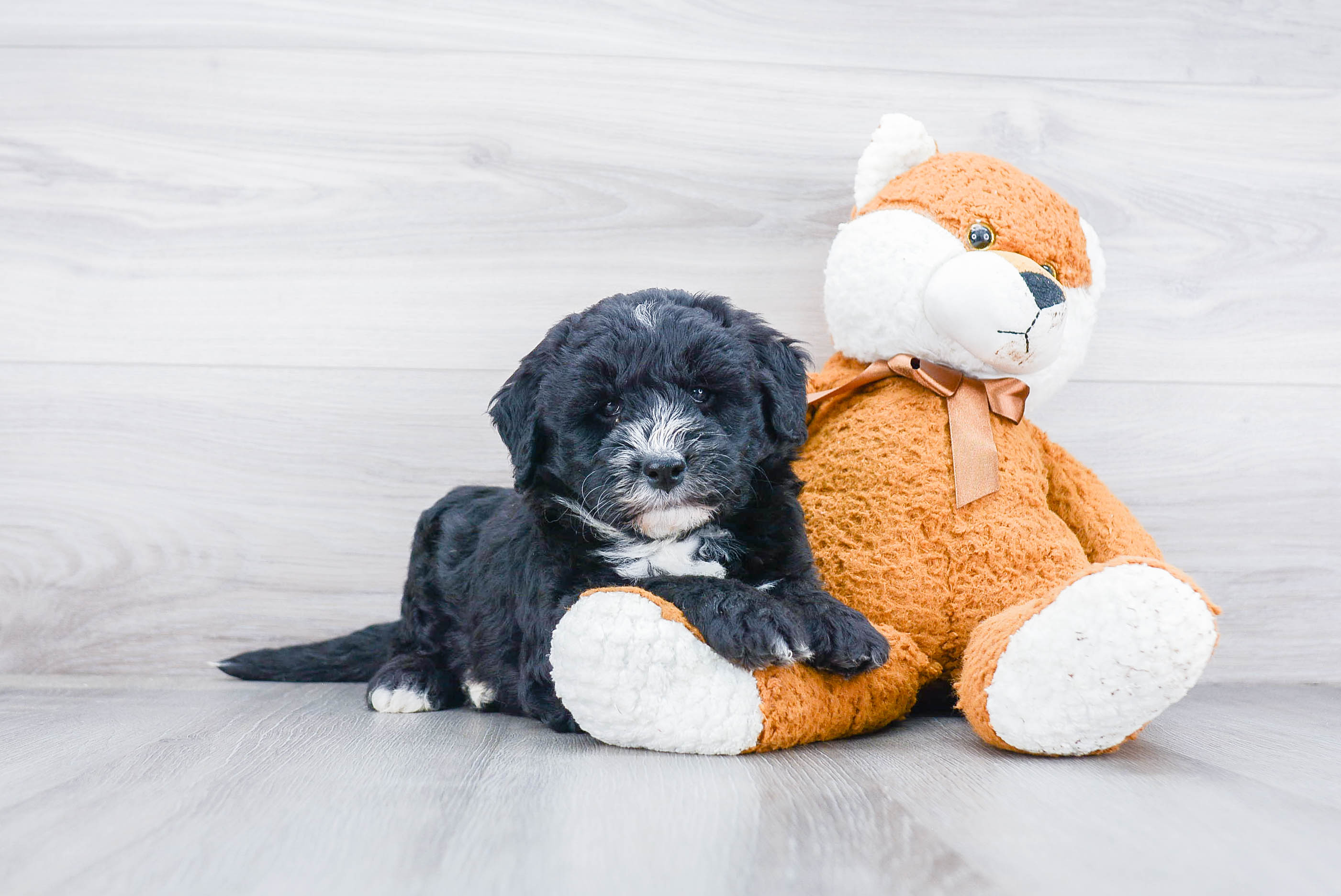 Best Mini Sheepadoodle Baby