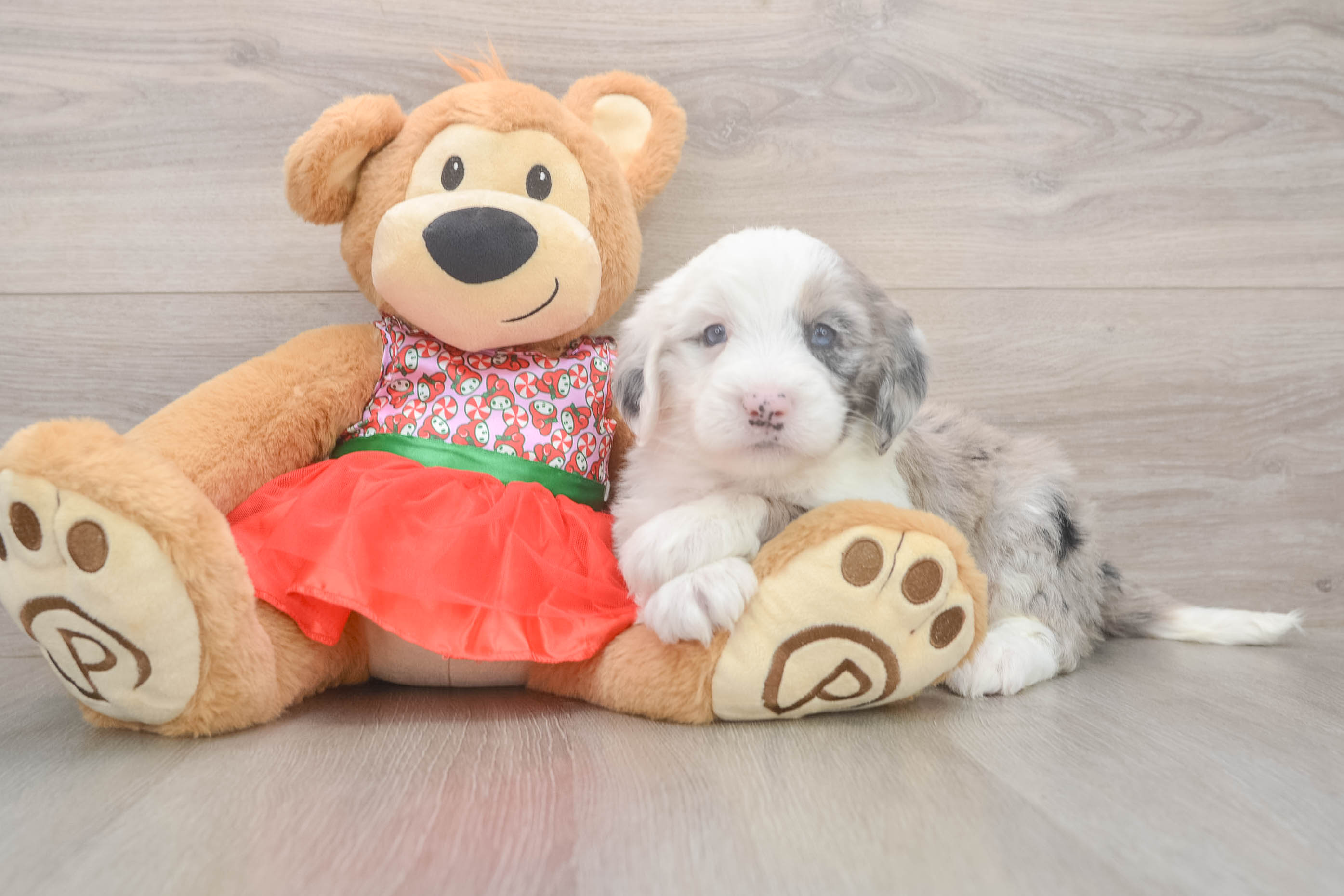 Mini Sheepadoodle Pup Being Cute